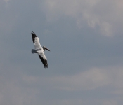 MNRiverPelicans 2014 09 035